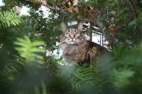 Maine coon new england - 